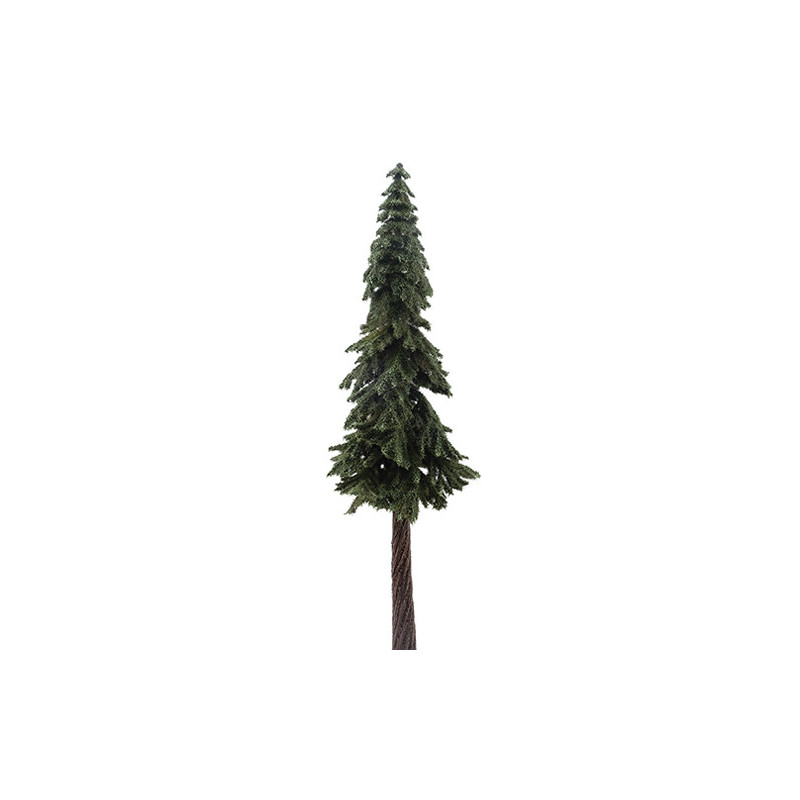 Ponderosa Pine, 12 Inches