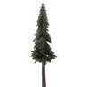 Ponderosa Pine, 12 Inches