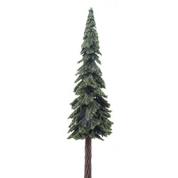 Ponderosa Pine, 15 Inches