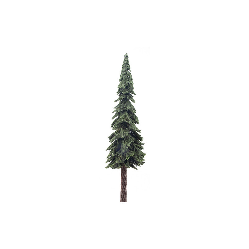 Ponderosa Pine, 15 Inches