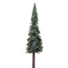 Ponderosa Pine, 15 Inches