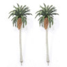 4-1/2" Date Palm (2)