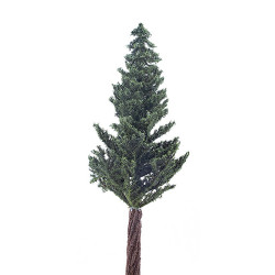 10" Lodgepole Pine Tree