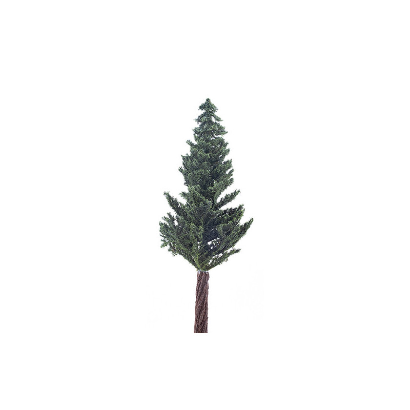 10" Lodgepole Pine Tree