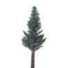 10" Lodgepole Pine Tree