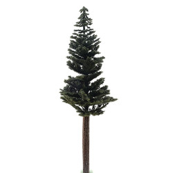 Lodgepole Pine, 12 Inch Tall
