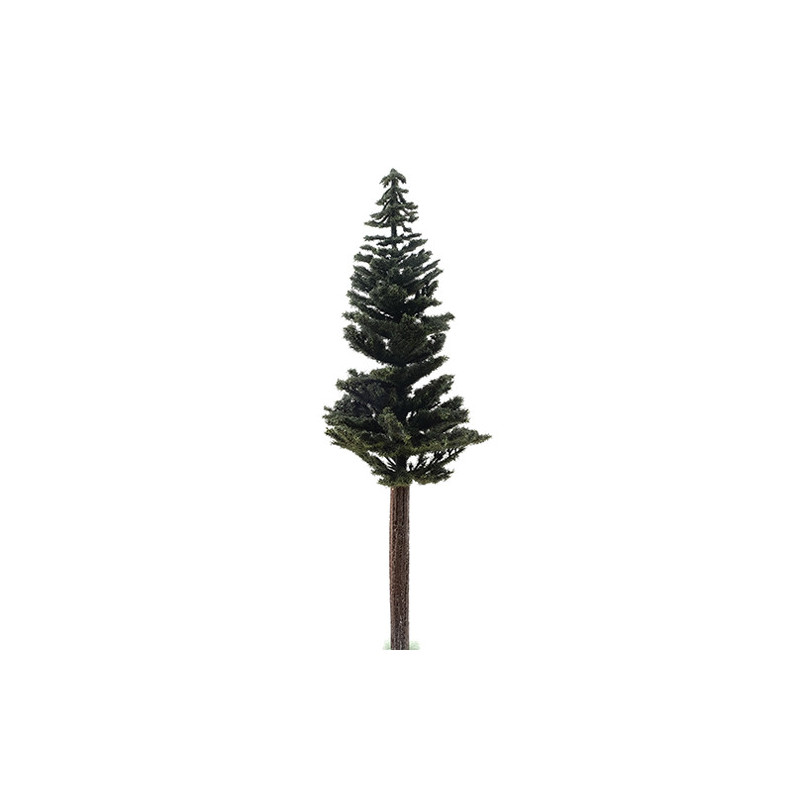 Lodgepole Pine, 12 Inch Tall