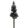 Lodgepole Pine, 12 Inch Tall