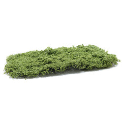 Light Green Pull - Apart Phlox