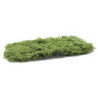 Light Green Pull - Apart Phlox