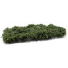 Medium Green Pull-Apart Phlox