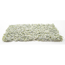 White Leaf Micro-Phlox 5" x 7"