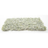 White Leaf Micro-Phlox 5" x 7"
