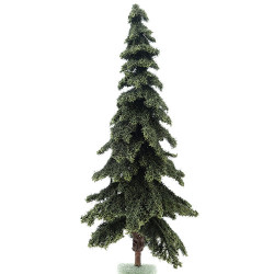 10" Appalachian Green Spruce