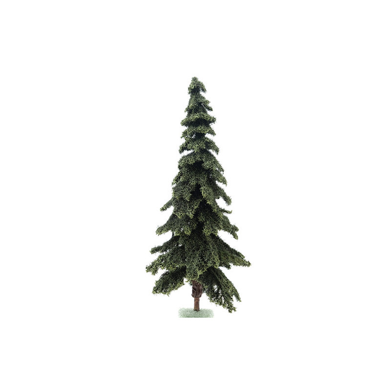 10" Appalachian Green Spruce