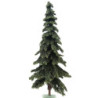 10" Appalachian Green Spruce