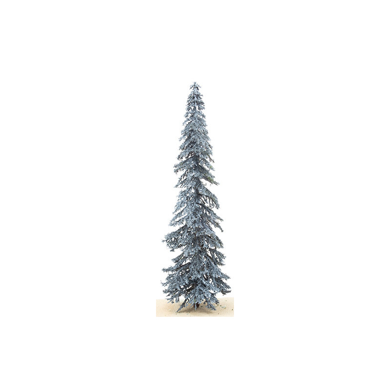 12" Eastern Blue Spruce