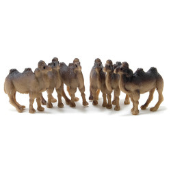 Camel, 6pc