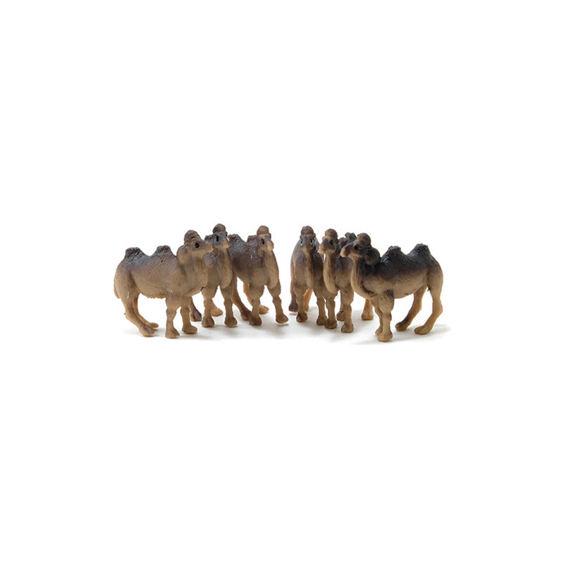 Camel, 6pc