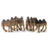 Camel, 6pc