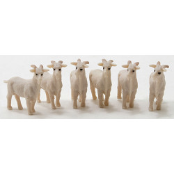 Goat, 6pc