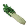 CELERY BUNCH