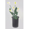 VASE BLACK W/CALLA LILIES