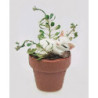 CAT IN FLOWER POT