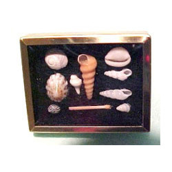 SHADOW BOX W/SHELL COLLECTION
