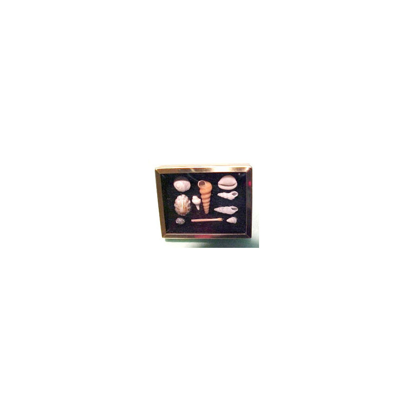 SHADOW BOX W/SHELL COLLECTION